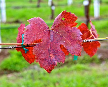 Red grape leaf on vine in Lodi vineyard during fall with blurred green background.
