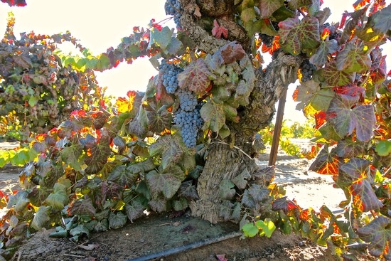 Close-up of ripe grapes and vine leaves in a Lodi winegrape vineyard during harvest season.