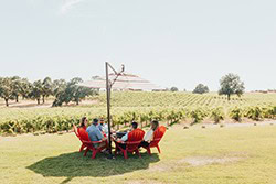 Vineyard workers in Lodi, California, harvesting grapes in a scenic outdoor setting.