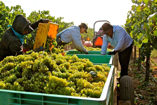 Workers harvesting and sorting grapes in a vineyard for wine production in Lodi, California.