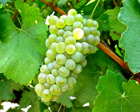 Close-up of a green winegrape cluster on the vine with lush green leaves in the background.