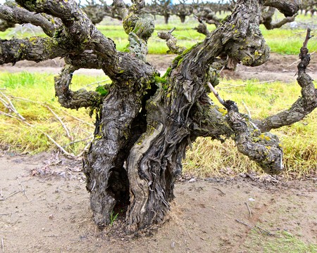Gnarled, mature grapevine in Lodi vineyard with twisted branches and textured bark.
