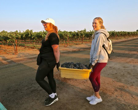 Two women harvesting grapes in a Lodi vineyard during the day, one carrying a yellow container filled with grapes.