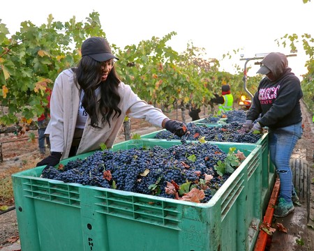 Workers harvest ripe grapes in a Lodi vineyard during the winegrape season.