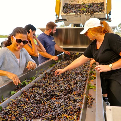 Workers harvesting and sorting grapes during the Lodi Winegrape harvest in California.
