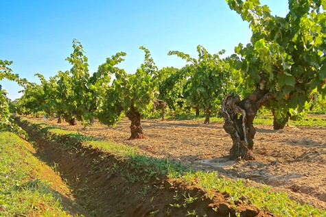 Vineyard with lush grapevines under a clear blue sky in Lodi, California.