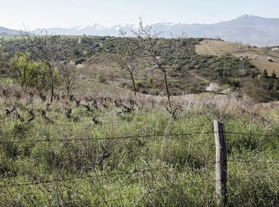 Vineyard landscape in Lodi with rolling hills, grapevines, and distant mountains under a clear sky.