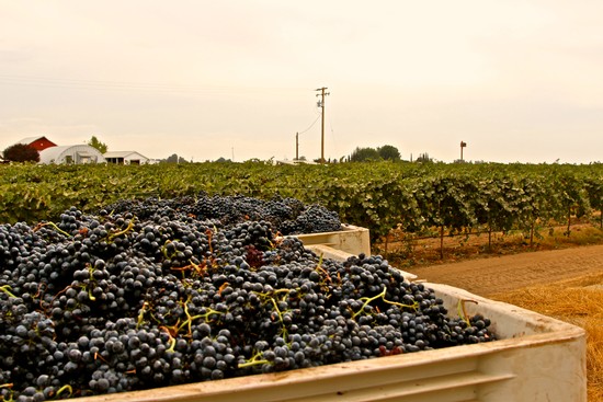 Vineyard with ripe black grapes ready for harvest in Lodi, California.