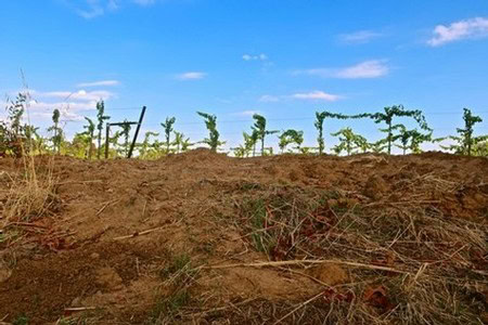 Vineyard rows in Lodi, California, with clear blue sky and lush grapevines.