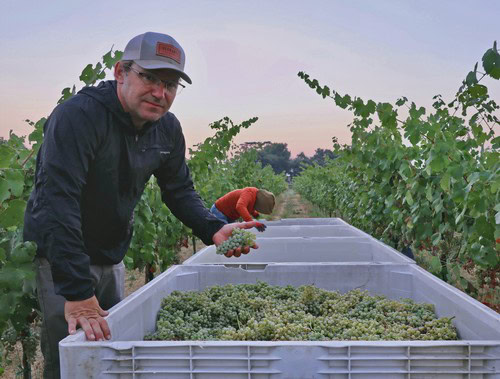 Vineyard worker inspecting and harvesting grapes in a Lodi vineyard at sunset.
