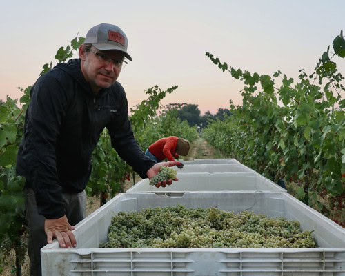 Man inspecting harvested grapes in a vineyard during sunset in Lodi, California.
