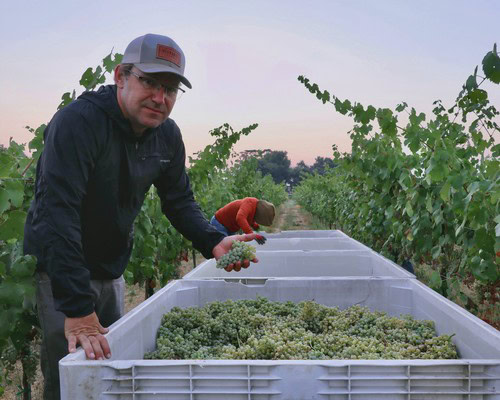 Farmer harvesting grapes in a vineyard during sunset for Lodi Winegrape Commission.