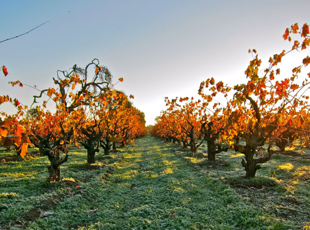 Vineyard rows in Lodi with colorful autumn leaves and clear sky, showcasing premium wine grapes.
