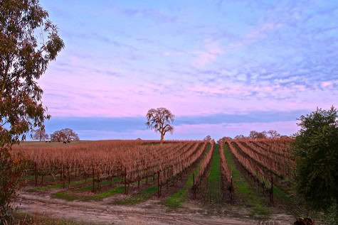 Vineyard in Lodi with rows of grapevines and a colorful sky at sunset.