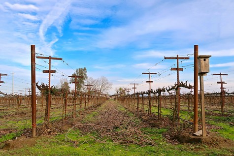Vineyard rows in Lodi with pruned grapevines and utility poles under a blue sky.