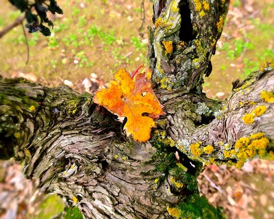 Close-up of a vine with a yellow oak leaf resting on the gnarled bark in a Lodi vineyard.
