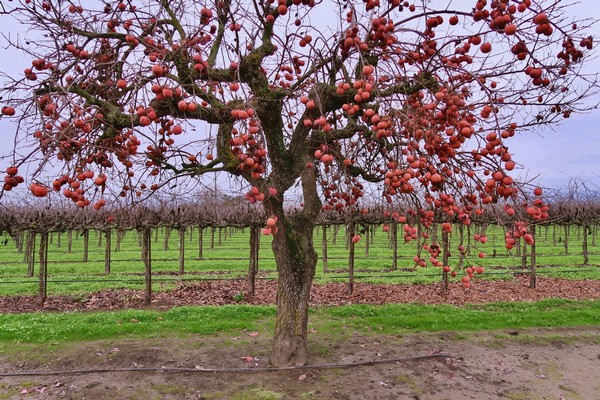 Apple tree with ripe red apples in a vineyard setting, Lodi Winegrape Commission.