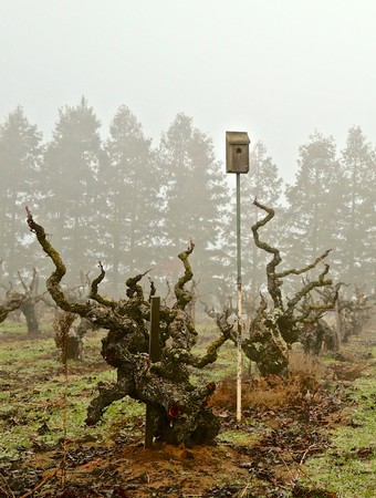 Pruned grapevines in a Lodi vineyard with a birdhouse and foggy background.