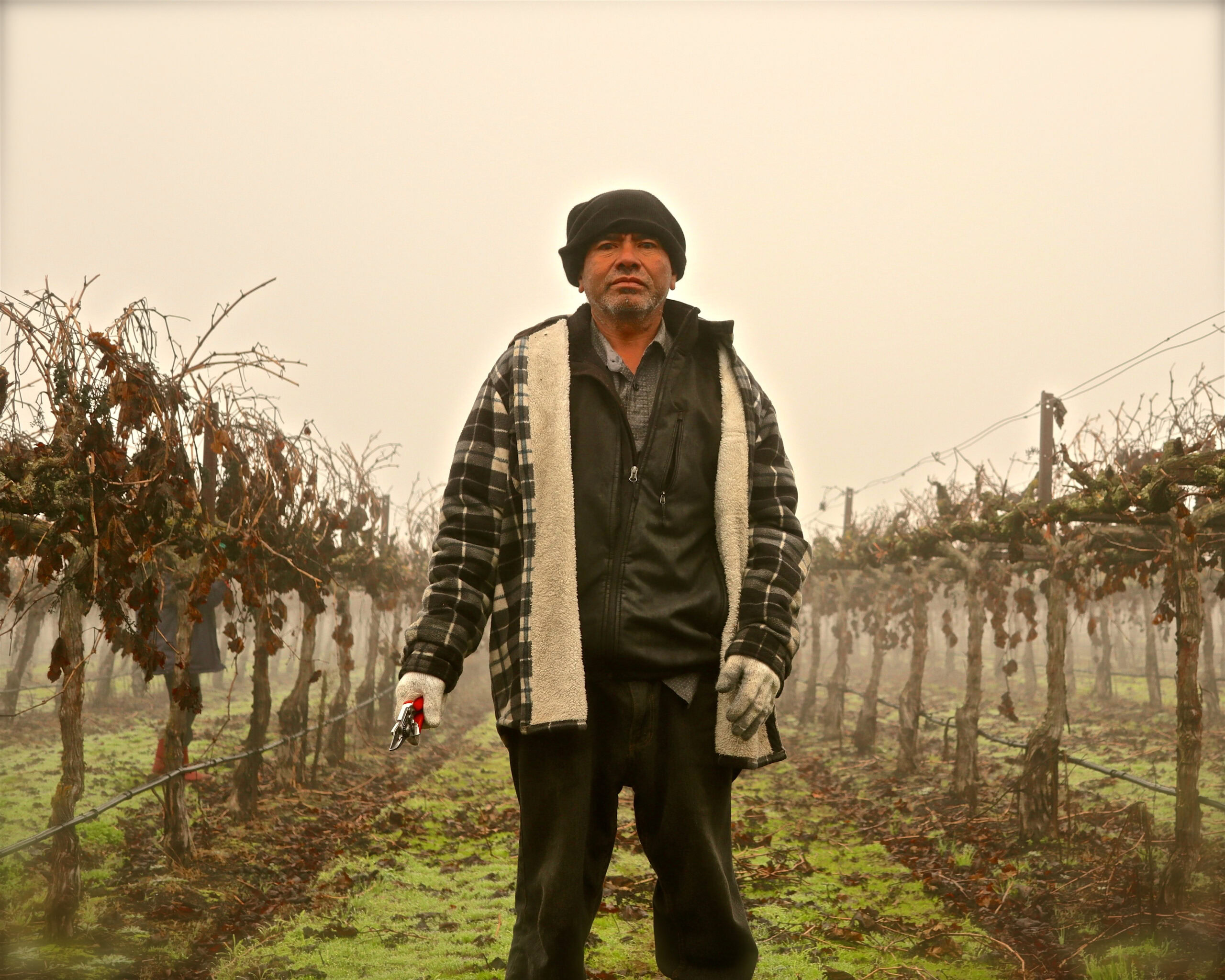 Vineyard worker in Lodi wine region standing among grapevines on a foggy day.