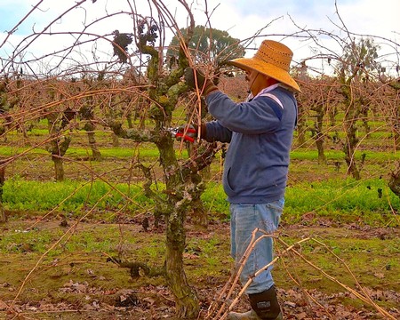 Vineyard worker pruning grapevines in Lodi wine region during winter.