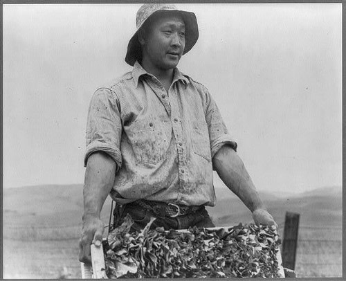Black and white photo of a woman harvesting grapes in a vineyard, wearing a hat and casual work clothes.