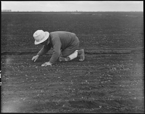 Farmer planting winegrapes in Lodi, California, during early spring.