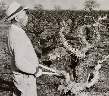 Vineyard worker inspecting grapevines in a Lodi winegrape vineyard, wearing a hat and light clothing.
