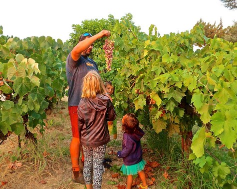 Family enjoying grape harvest in Lodi vineyards with lush green vines and ripe grapes.