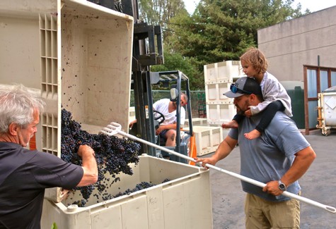Family and workers harvesting grapes for Lodi wine production in a vineyard.