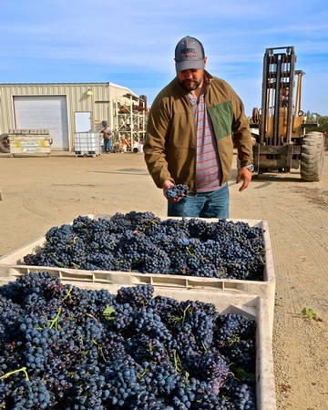 Farmer inspecting freshly harvested dark purple wine grapes in a vineyard setting.