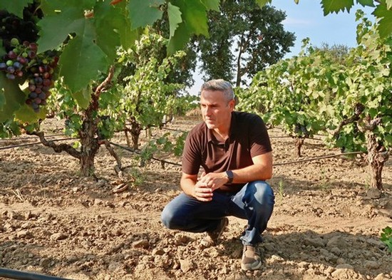 Man inspecting grapevines in a vineyard, representing Lodi Winegrape Commission activities.