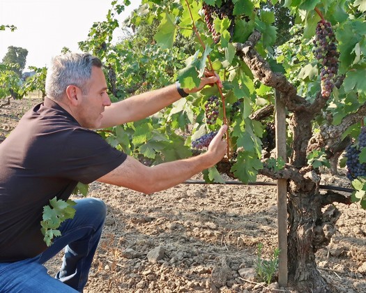 Man inspecting ripe grapes on a vineyard vine in Lodi, California.