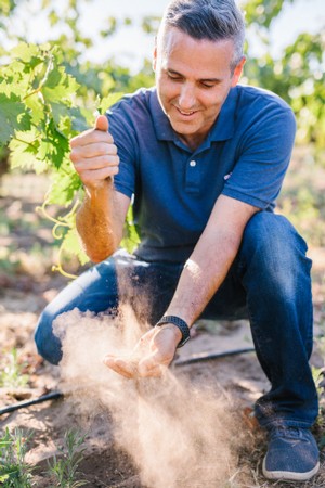 Man harvesting winegrapes in Lodi vineyard, showcasing premium grape quality for winemaking.