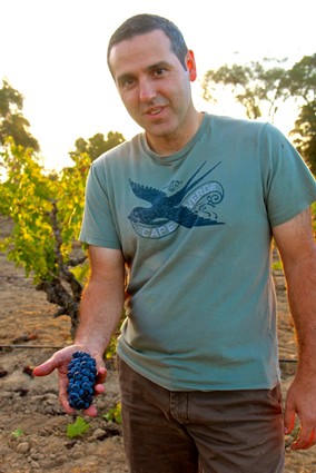Man holding ripe grapes in a vineyard during sunset, showcasing Lodi winegrape cultivation.