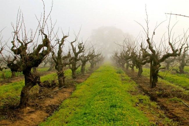 Grapevine vineyard in Lodi with foggy atmosphere and leafless vines.