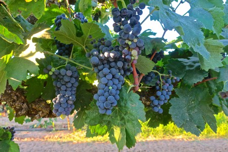 Close-up of ripe dark purple wine grapes hanging on the vine in Lodi, California.