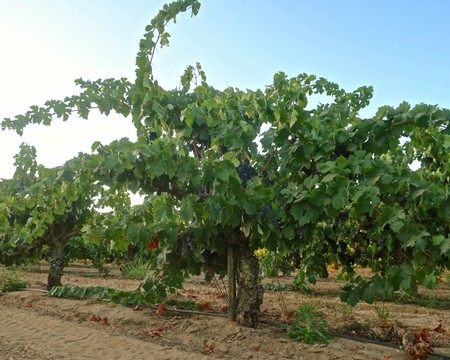 Vineyard with lush grapevines in Lodi, California, showcasing healthy grape clusters ready for harvest.