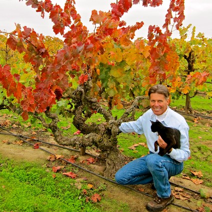 Man with a dog in a vineyard with colorful autumn grape leaves in Lodi, California.