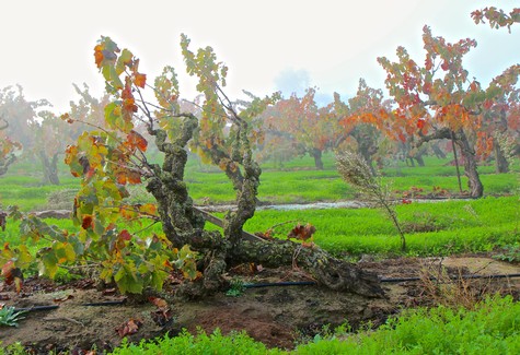 Grapevines in a Lodi vineyard with colorful autumn leaves and lush green grass.