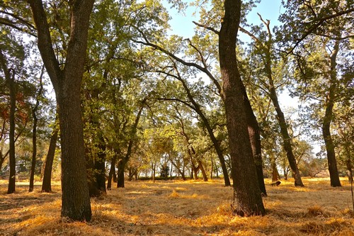 Sunlit vineyard with mature trees and dry grass, showcasing Lodi's winegrowing landscape.