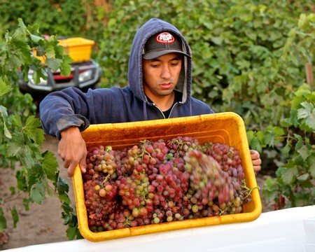 Young worker harvesting ripe grapes in a Lodi vineyard for wine production.