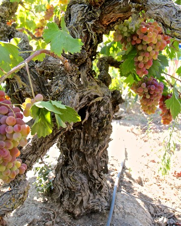 Close-up of a gnarled winegrape vine with ripening grape clusters in Lodi, California.
