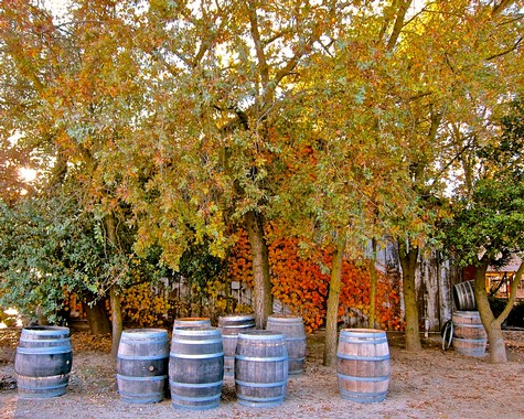 Wine barrels under colorful autumn trees at Lodi Winegrape Commission vineyard.
