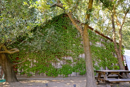 Vine-covered barn in Lodi with trees and picnic table, showcasing local winegrowing landscape.