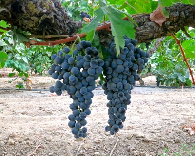 Close-up of ripe dark purple winegrapes hanging from a vine in a vineyard.