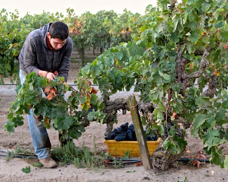 Vineyard worker harvesting ripe grapes in a Lodi vineyard during harvest season.