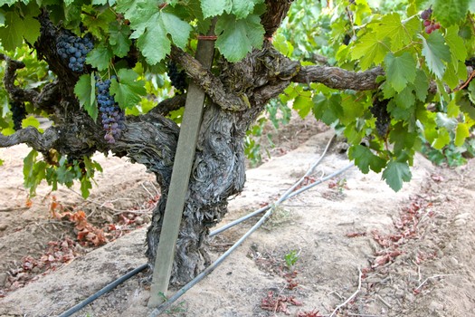 Grapevine with mature grapes in a Lodi vineyard, showing trellis system and healthy foliage.