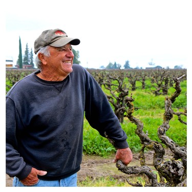 Happy winegrower inspecting grapevines in a lush vineyard in Lodi, California.