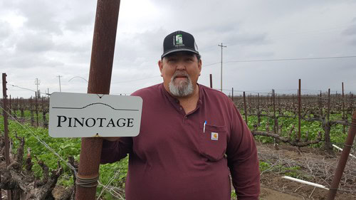 Man standing in vineyard holding Pinotage sign, overcast sky, rows of grapevines in background.