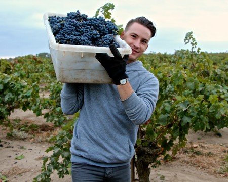 Young man holding a basket of ripe grapes in a vineyard during harvest season.